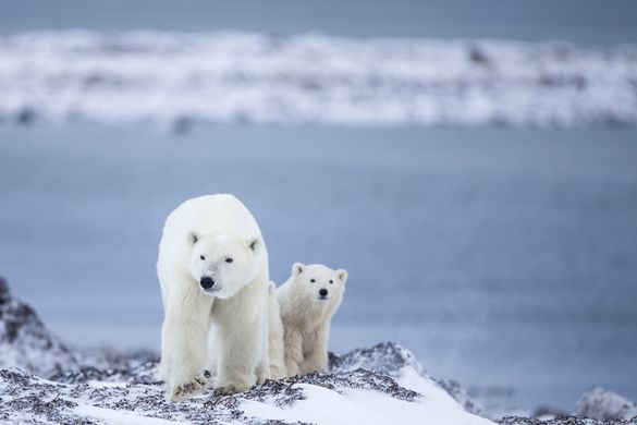 Polar bears in Churchill, Manitoba Polar bears in Churchill, Manitoba