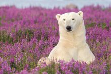 Polar bear in fireweed, Churchill, Manitoba