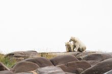 Polar bears in Churchill, Manitoba