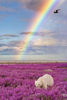 Polar bears in the fireweed of Churchill, Manitoba