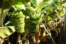 Plantaneras