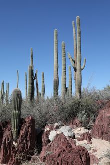 Saguaro National Park 
