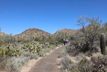 Saguaro National Park  