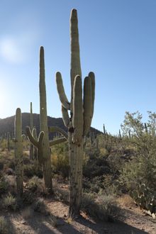 Saguaro National Park 