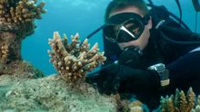 Checks growth of outplanted coral