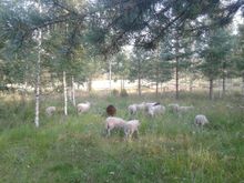 Hakamaa Sheep Farm