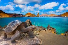 Galapagos Islands Turtle