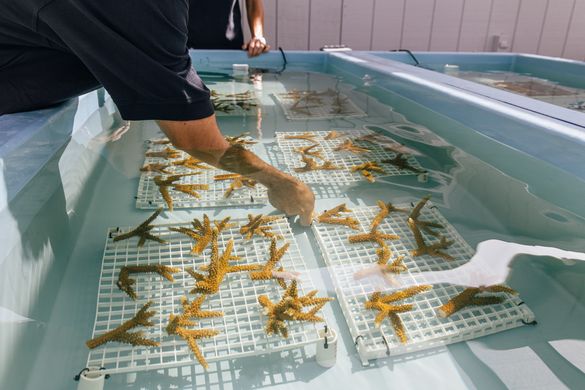 Coral growing at land nursery_Credit_Mote Marine Lab