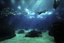 Oceanário de Lisboa