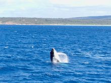 Guests viewing Whales from the ship in Augusta, Western Australia 