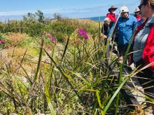 Guests viewing wildflowers at Hamelin Bay