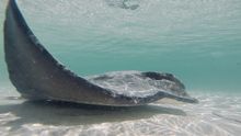 Swimming with Stingrays at Hamelin Bay