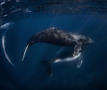 Humpback Whale in-water interaction at Ningaloo Reef