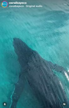 Humpback whale, Coral Bay