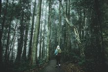 Woman enjoying the scenery along the Crystal Shower Falls walk in Dorrigo National Park.