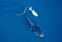 White whale calf at Ningaloo