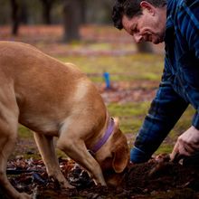 Truffle hunting with Australian Truffle Traders