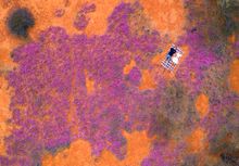 Wildflowers blooming in the Wheatbelt
