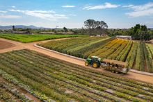 Mellano Farms Oceanside