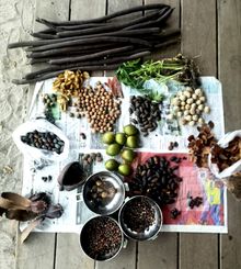 Seeds collected for cultivation at the Native Tree Nursery by Wildlife For The Future pillar team