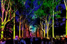 Boorna Waanginy at Kings Park