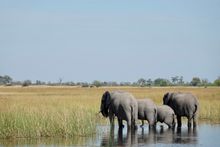 Botswana_Elephants