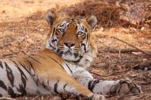Tiger in Tadoba, India