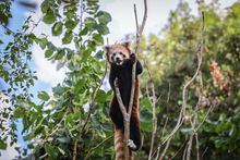 Red Panda - Marwell Zoo