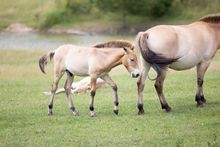 Przwewalski's horse foal - Marwell Zoo