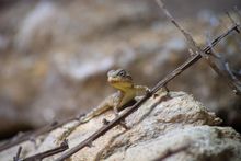 Starred Agama 2023 hatchlings - Marwell Zoo