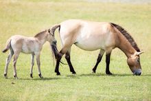 Przwewalski's horse foal - Marwell Zoo