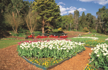 Yates Springtime at Araluen Festival
