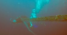 Oceanic Manta Ray tangled in fishing nets lucky to be rescued by divers from Holiday Inn Resort Kandooma Maldives.