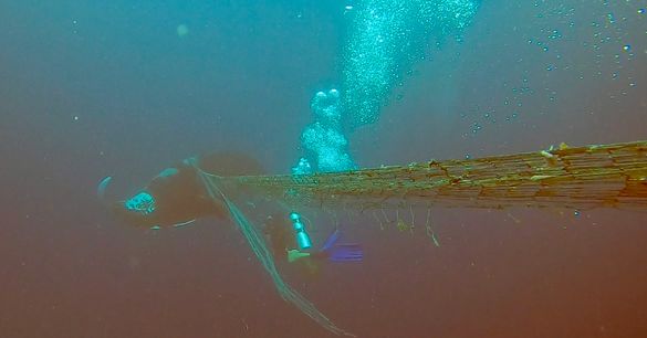 Oceanic Manta Ray tangled in fishing nets lucky to be rescued by divers from Holiday Inn Resort Kandooma Maldives.
