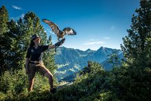 Eagle show Zillertal