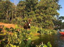 Stallings Island Kayak Tour- Destination Augusta