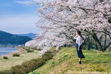 The sakura (cherry blossom) at Hinokinai riverside in Kakunodate, Tohoku 