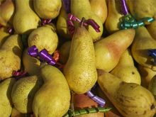 Pears in the Market of Leaves Sagra Secun 
