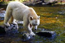 Spirit bear fishing for salmon in the Great Bear Rainforest
