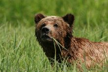 Wildlife and nature, as well as cultures, of the BC and Alaska coast are featured on this trips that have exclusive access and h