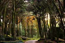 A forest trail through Sintra-Cascais Nature Park