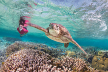 Lady Elliot Island Eco Resort