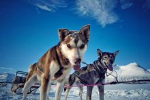 Husky safari