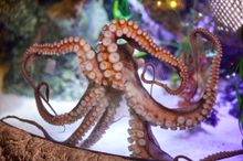 Occy Balboa - SEA LIFE Octopi Games for World Octopus Day
