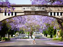 Grafton's Jacaranda Season