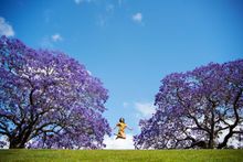 Grafton's Jacaranda Season