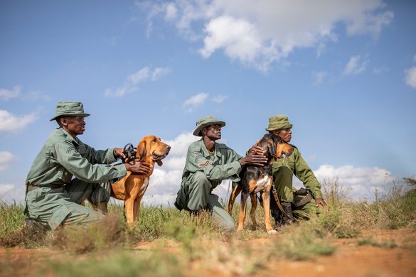Dogs out on patrol