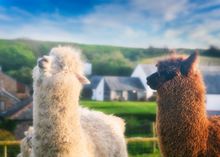 Alpacas at Whalesborough