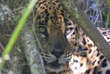 Jaguar in the Pantanal, Brazil