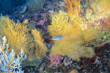 Leopard Toby sighting Coral Sea